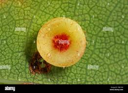 Attēlu rezultāti vaicājumam “Neuroterus albipes”