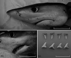 Image result for Prionace glauca