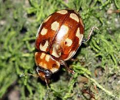 Attēlu rezultāti vaicājumam “Myrrha octodecimguttata”