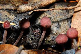 Attēlu rezultāti vaicājumam “Mycena haematopus”