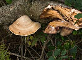 Attēlu rezultāti vaicājumam “Polypores”