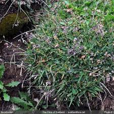 Attēlu rezultāti vaicājumam “Poa humilis”