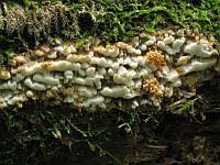 Attēlu rezultāti vaicājumam “Skeletocutis brevispora”