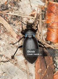 Attēlu rezultāti vaicājumam “Carabus violaceus”