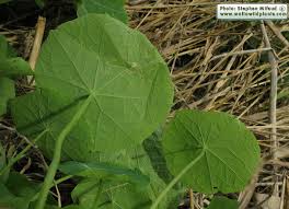 Attēlu rezultāti vaicājumam “Tropaeolum majus leaf”