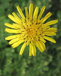 Image result for Tragopogon pratensis