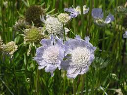 Image result for scabiosa caucasica
