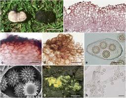 Attēlu rezultāti vaicājumam “Pachyphloeus melanoxanthus”