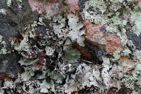 Attēlu rezultāti vaicājumam “Cetrelia sp.”