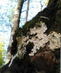 Attēlu rezultāti vaicājumam “Junghuhnia pseudozilingiana”