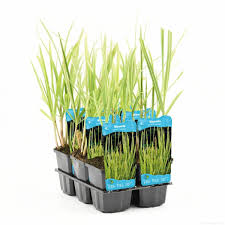 Attēlu rezultāti vaicājumam “Glyceria maxima fruit”