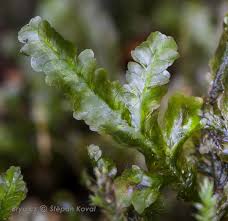 Attēlu rezultāti vaicājumam “Harpanthus flotovianus”
