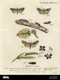 Attēlu rezultāti vaicājumam “Gortyna flavago”