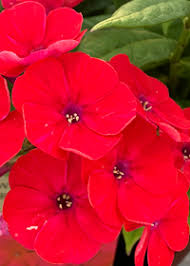 Image result for Phlox paniculata `Sweet Summer`