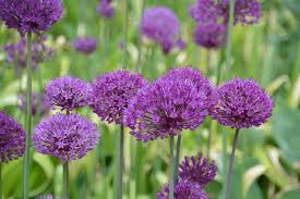 Attēlu rezultāti vaicājumam “Allium scorodoprasum flower”