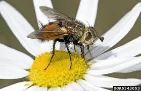 Attēlu rezultāti vaicājumam “Tachinidae”