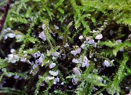 Attēlu rezultāti vaicājumam “Physarum bryocorticola”