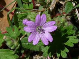 Attēlu rezultāti vaicājumam “Geranium molle flower”