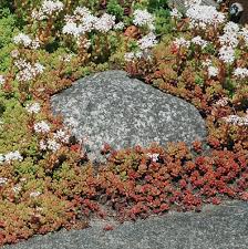 Image result for Sedum album `Coral Carpet`