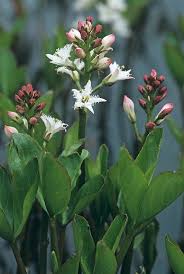 Attēlu rezultāti vaicājumam “Menyanthes trifoliata bud”