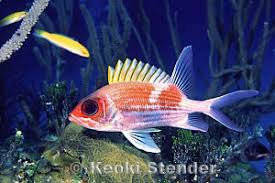 Image result for Holocentrus adscensionis