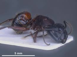 Attēlu rezultāti vaicājumam “Camponotus herculeanus”