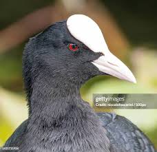 Attēlu rezultāti vaicājumam “Fulica atra”