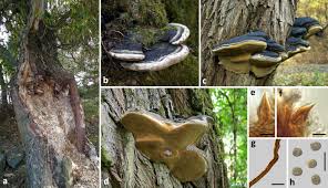 Attēlu rezultāti vaicājumam “Phellinus laevigatus”