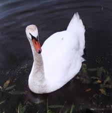 Attēlu rezultāti vaicājumam “Cygnus olor”