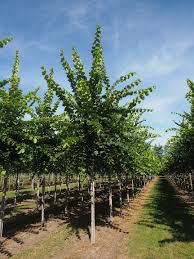 Attēlu rezultāti vaicājumam “Ulmus laevis”