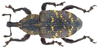 Attēlu rezultāti vaicājumam “Hylobius pinastri”