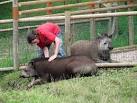 Brazilian tapir (Tapirus - via Daymix