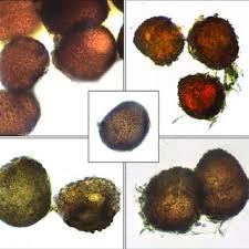 Attēlu rezultāti vaicājumam “Ephemerum serratum”