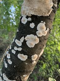 Attēlu rezultāti vaicājumam “Basidioradulum radula”