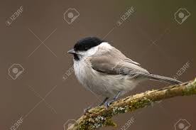 Attēlu rezultāti vaicājumam “Poecile montanus”