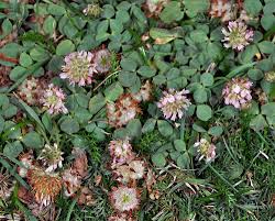 Attēlu rezultāti vaicājumam “Trifolium fragiferum”