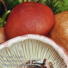 Attēlu rezultāti vaicājumam “Gomphidius roseus”