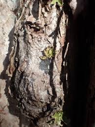 Attēlu rezultāti vaicājumam “Parmeliella triptophylla”