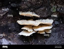 Attēlu rezultāti vaicājumam “Climacocystis borealis”