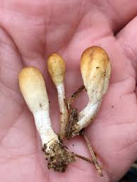 Attēlu rezultāti vaicājumam “Podostroma leucopus”