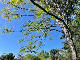 Attēlu rezultāti vaicājumam “Gymnocladus dioicus”