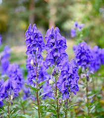 Image result for Eisenhut