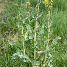 Attēlu rezultāti vaicājumam “Brassica napus fruit”