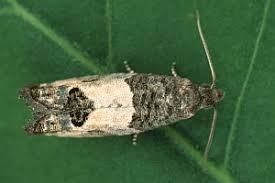 Attēlu rezultāti vaicājumam “Spilonota ocellana”