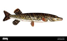 Image result for Esox lucius