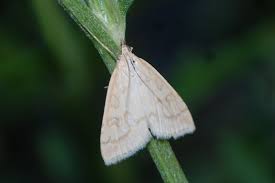 Attēlu rezultāti vaicājumam “Udea lutealis”