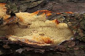 Attēlu rezultāti vaicājumam “Sarcodontia crocea”