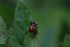 Attēlu rezultāti vaicājumam “Attelabus nitens”