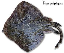 Image result for Raja polystigma