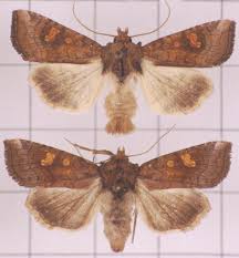 Attēlu rezultāti vaicājumam “Amphipoea”